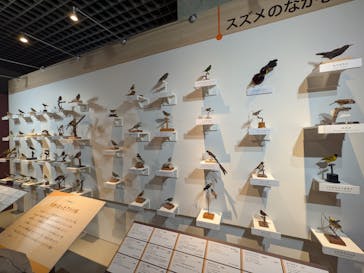 特別展「鳥 ～ゲノム解析が解き明かす新しい鳥類の系統～」国立科学博物館に投稿された画像（2025/2/26）