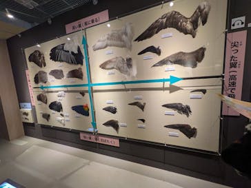 特別展「鳥 ～ゲノム解析が解き明かす新しい鳥類の系統～」国立科学博物館に投稿された画像（2025/2/26）