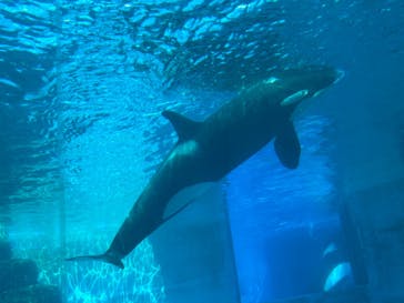 名古屋港水族館に投稿された画像（2025/2/26）