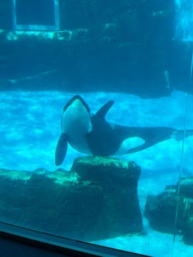 名古屋港水族館に投稿された画像（2025/2/26）