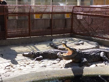 熱川バナナワニ園に投稿された画像（2025/2/26）