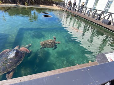 串本海中公園水族館に投稿された画像（2025/2/26）