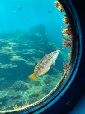 串本海中公園水族館に投稿された画像（2025/2/26）