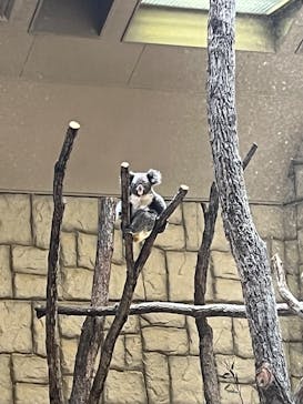 名古屋市東山動植物園に投稿された画像（2025/2/26）