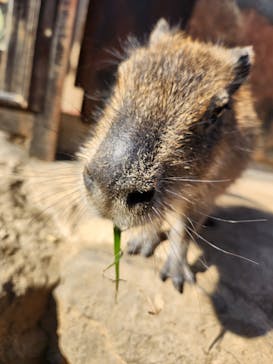 伊豆シャボテン動物公園に投稿された画像（2025/2/26）