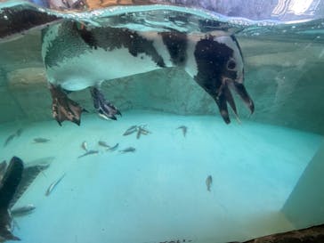 しながわ水族館に投稿された画像（2025/2/26）