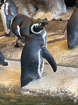 しながわ水族館に投稿された画像（2025/2/26）