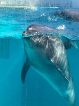 しながわ水族館に投稿された画像（2025/2/26）