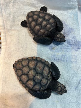 串本海中公園水族館に投稿された画像（2025/2/26）