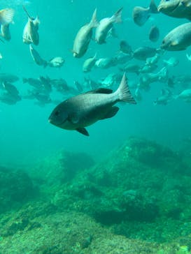 串本海中公園水族館に投稿された画像（2025/2/26）