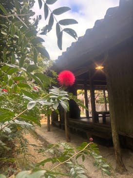 琉球村に投稿された画像（2025/2/26）