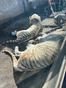 伊豆アニマルキングダムに投稿された画像（2025/2/26）