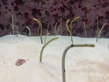 沖縄美ら海水族館に投稿された画像（2025/2/26）