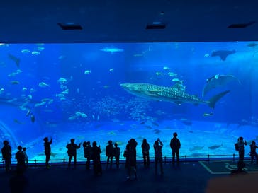 沖縄美ら海水族館に投稿された画像（2025/2/26）