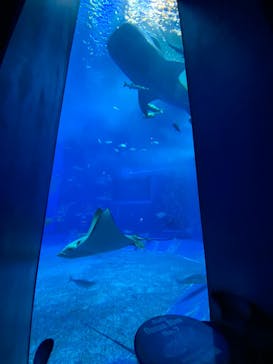 沖縄美ら海水族館に投稿された画像（2025/2/26）