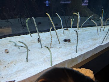 すみだ水族館に投稿された画像（2025/2/26）