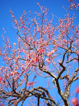 偕楽園本園に投稿された画像（2025/2/26）