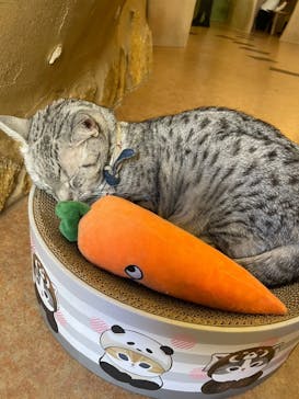  Cat Cafe てまりのおうちに投稿された画像（2025/2/26）