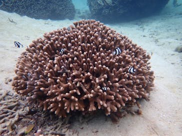 石垣島 ADVENTURE PiPi（イシガキジマアドベンチャーピピ）に投稿された画像（2025/2/26）