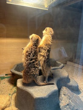 那須どうぶつ王国に投稿された画像（2025/2/26）