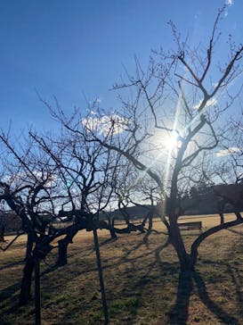 偕楽園本園に投稿された画像（2025/2/27）
