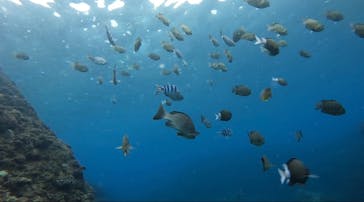 武藤潜水に投稿された画像（2025/2/27）