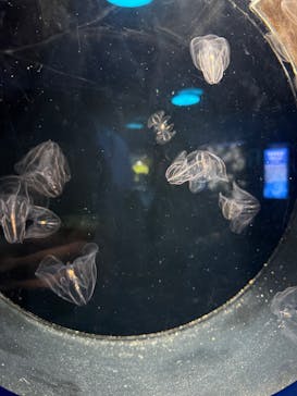 しながわ水族館に投稿された画像（2025/2/27）