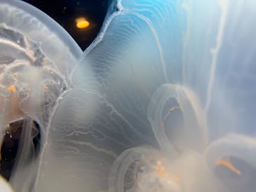 しながわ水族館に投稿された画像（2025/2/27）