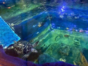 しながわ水族館に投稿された画像（2025/2/27）