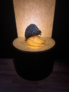 金曜ロードショーとジブリ展　三重展に投稿された画像（2025/2/27）