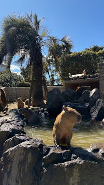 伊豆シャボテン動物公園に投稿された画像（2025/2/27）