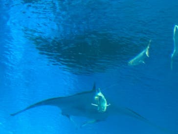 沖縄美ら海水族館に投稿された画像（2025/2/27）