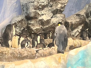 名古屋港水族館に投稿された画像（2025/2/27）