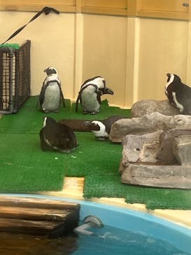 名古屋港水族館に投稿された画像（2025/2/27）
