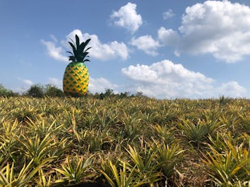 ナゴパイナップルパークに投稿された画像（2025/2/27）