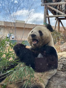 恩賜上野動物園に投稿された画像（2025/2/27）