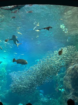 新江ノ島水族館に投稿された画像（2025/2/27）