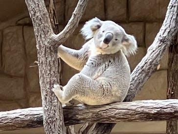 名古屋市東山動植物園に投稿された画像（2025/2/27）
