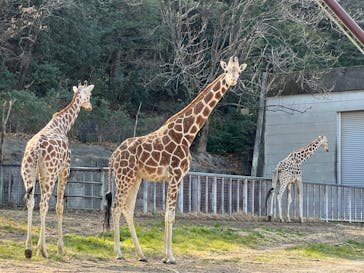 名古屋市東山動植物園に投稿された画像（2025/2/27）