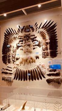 特別展「鳥 ～ゲノム解析が解き明かす新しい鳥類の系統～」国立科学博物館に投稿された画像（2025/2/27）