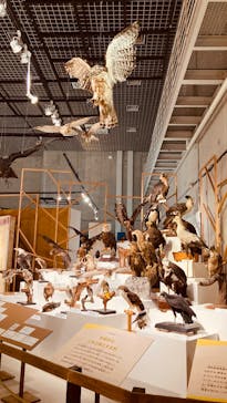 特別展「鳥 ～ゲノム解析が解き明かす新しい鳥類の系統～」国立科学博物館に投稿された画像（2025/2/27）