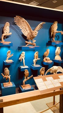 特別展「鳥 ～ゲノム解析が解き明かす新しい鳥類の系統～」国立科学博物館に投稿された画像（2025/2/27）
