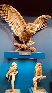 特別展「鳥 ～ゲノム解析が解き明かす新しい鳥類の系統～」国立科学博物館に投稿された画像（2025/2/27）