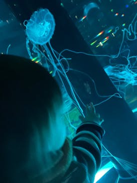 マクセル アクアパーク品川に投稿された画像（2025/2/27）