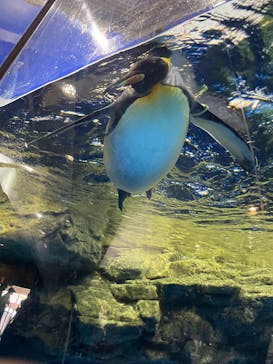 マクセル アクアパーク品川に投稿された画像（2025/2/27）