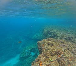 MalDive（モルダイブ）に投稿された画像（2025/2/27）