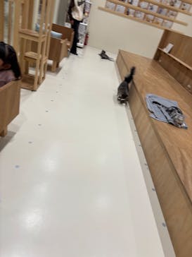 Cat Café MOFF コクーンシティさいたま新都心店に投稿された画像（2025/2/27）