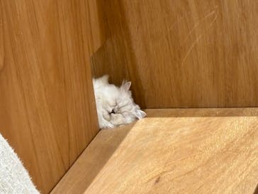 Cat Café MOFF コクーンシティさいたま新都心店に投稿された画像（2025/2/27）