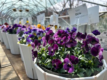 とっとり花回廊に投稿された画像（2025/2/27）