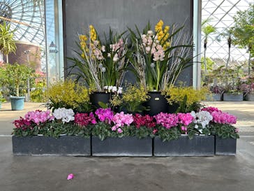 とっとり花回廊に投稿された画像（2025/2/27）